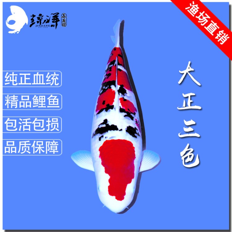 錦鯉魚活體批發(fā)銷售日本鯉大正三色錦鯉觀賞魚池養(yǎng)缸養(yǎng)漁場(chǎng)直銷