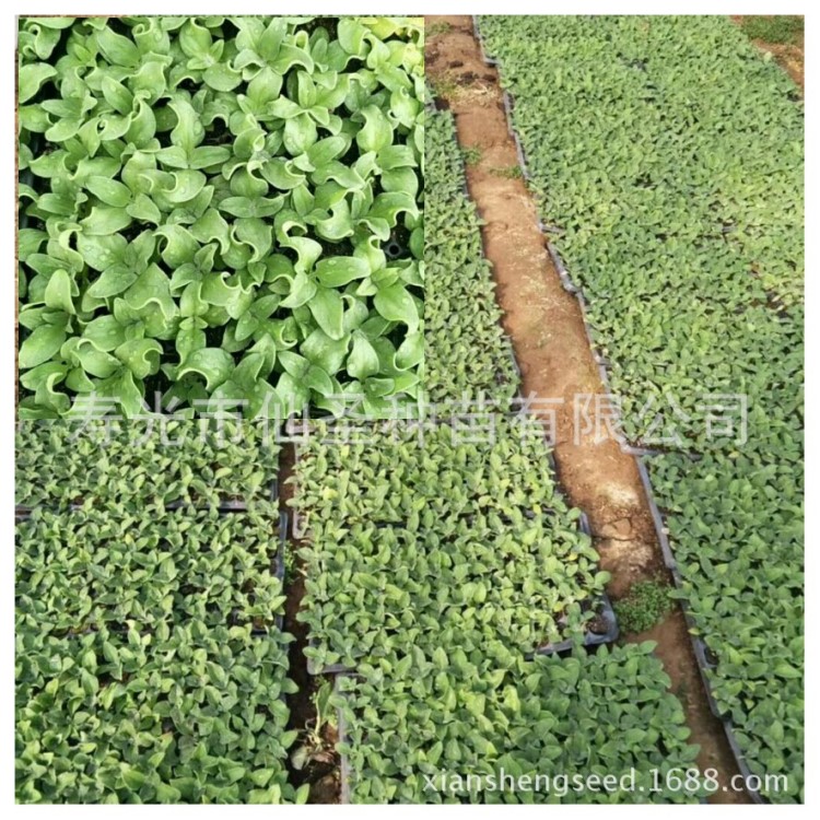 蔬菜種子公司批發(fā)水晶冰菜種子種苗1000粒小葉冰草種子菜籽