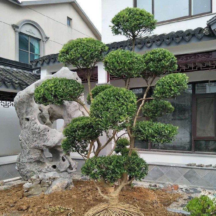 蘇州私家園林景觀設(shè)計(jì)施工 私家庭院綠化工程 別墅花園景觀造型樹(shù)