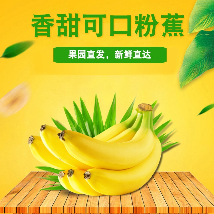 云南特產西雙版納新鮮粉蕉糯米蕉水果香蕉 產地直銷批發5斤裝