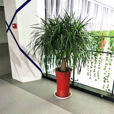 龍須樹大型綠植多頭龍血樹龍鐵樹室內(nèi)客廳盆栽花卉植物辦公室盆景