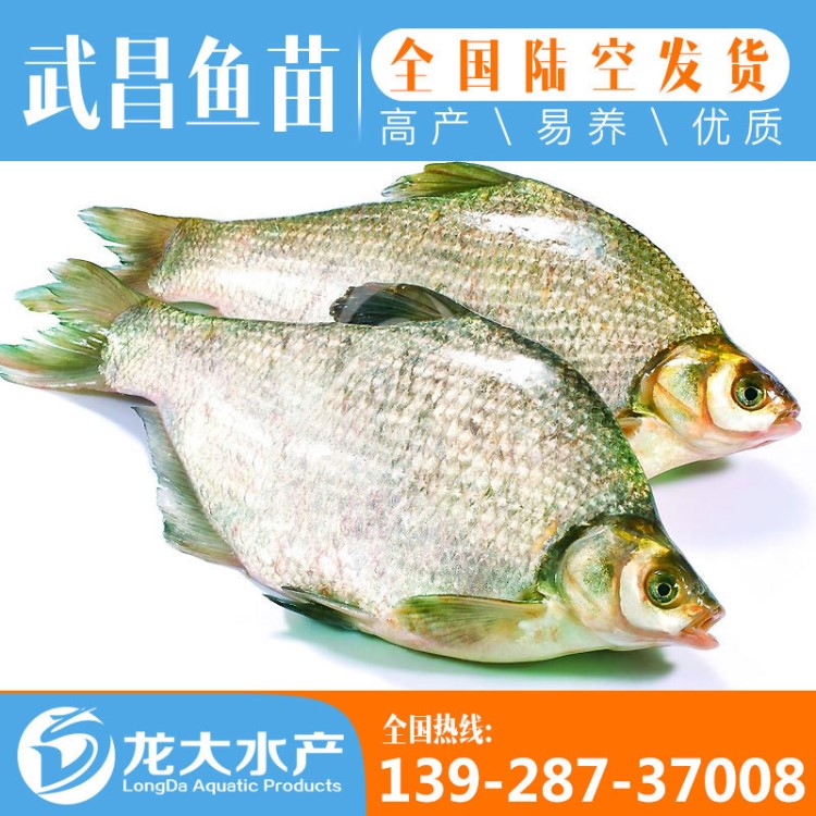 【供應(yīng)】 武昌魚苗 團(tuán)頭魴魚苗縮項(xiàng)鳊魚苗