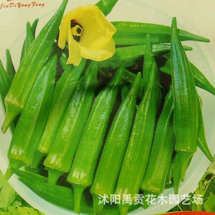 黃秋葵種子批發(fā) 蔬菜種子 菜種子 羊角豆,洋辣椒,咖啡黃葵