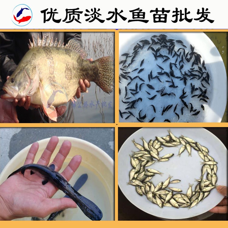  鱖魚苗 羅非魚 鴨嘴魚苗 鯽魚 黃顙魚苗批發(fā) 鱸魚水花