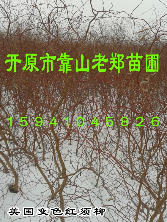 歡迎咨詢低價-北方彩色景觀樹 美國變色龍須柳 定植龍須柳小苗