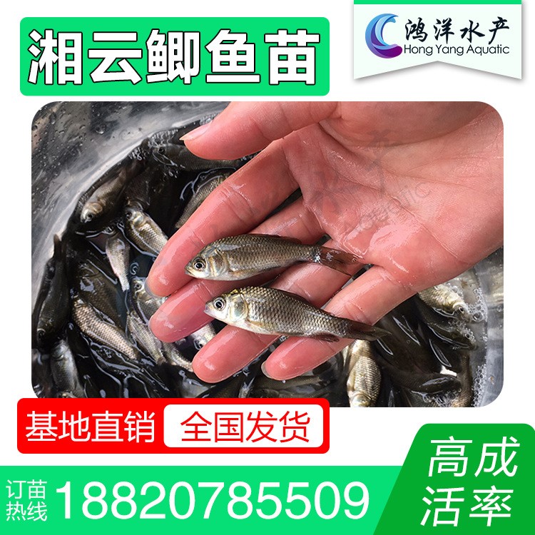 湘云鯽魚苗 工程鯽 34公分淡水養(yǎng)殖魚苗批發(fā)