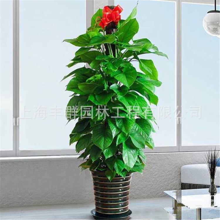 供應(yīng)公司綠植租賃綠植設(shè)計(jì) 綠植擺放 植物租賃 植物租擺 綠蘿養(yǎng)護(hù)