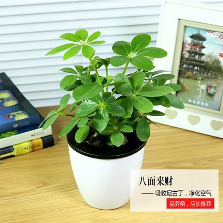 綠蘿水培植物桌面觀賞盆栽 花卉室內(nèi)綠植 庭院觀賞盆栽綠蘿盆景