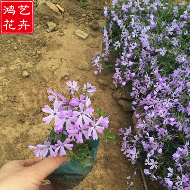 基地直銷芝櫻宿根花卉 盆栽花壇綠化青州芝櫻基地 量大優(yōu)惠