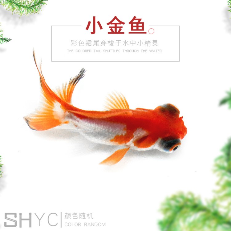 漁場(chǎng)養(yǎng)殖場(chǎng)批發(fā)觀賞魚活體 龍睛小金魚熱帶魚冷水魚觀賞活體魚苗