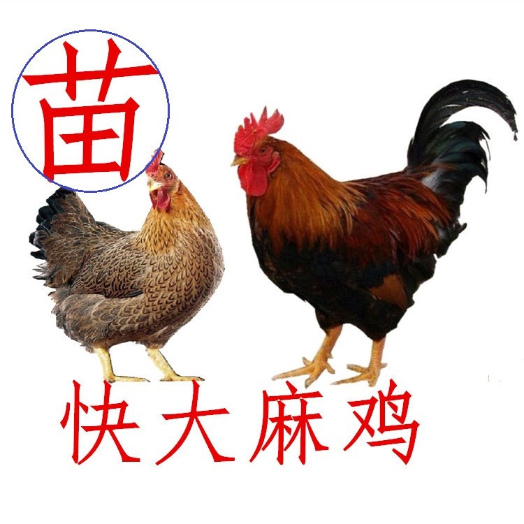 快大型麻雞苗，新陂麻新北麻廠家批發(fā)價格東北/西北貴州江西