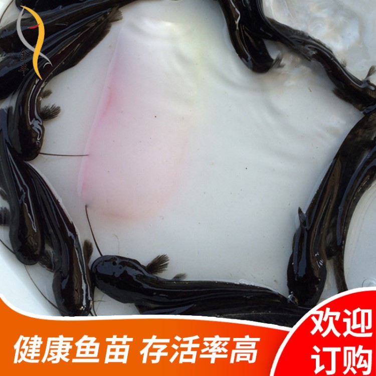 大量批發鯰魚苗 大口鯰苗 南方大口鯰魚苗 廣東大口鯰魚