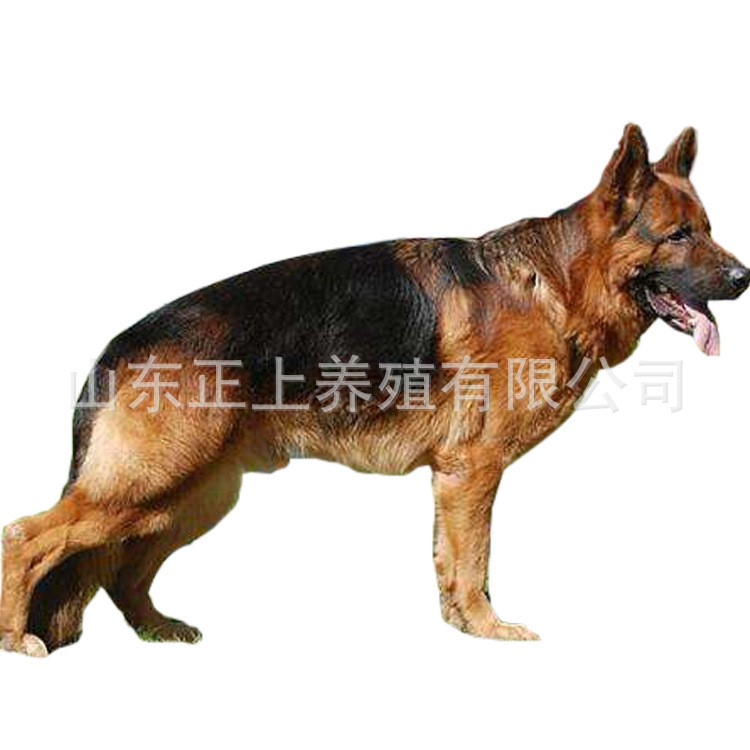 成年弓背德国牧羊犬 红狮德国牧羊犬养殖基地 出售幼犬 活体