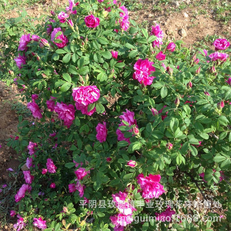 山東平陰玫瑰苗食用玫瑰種苗豐花一號嫁接做精油花茶兩年