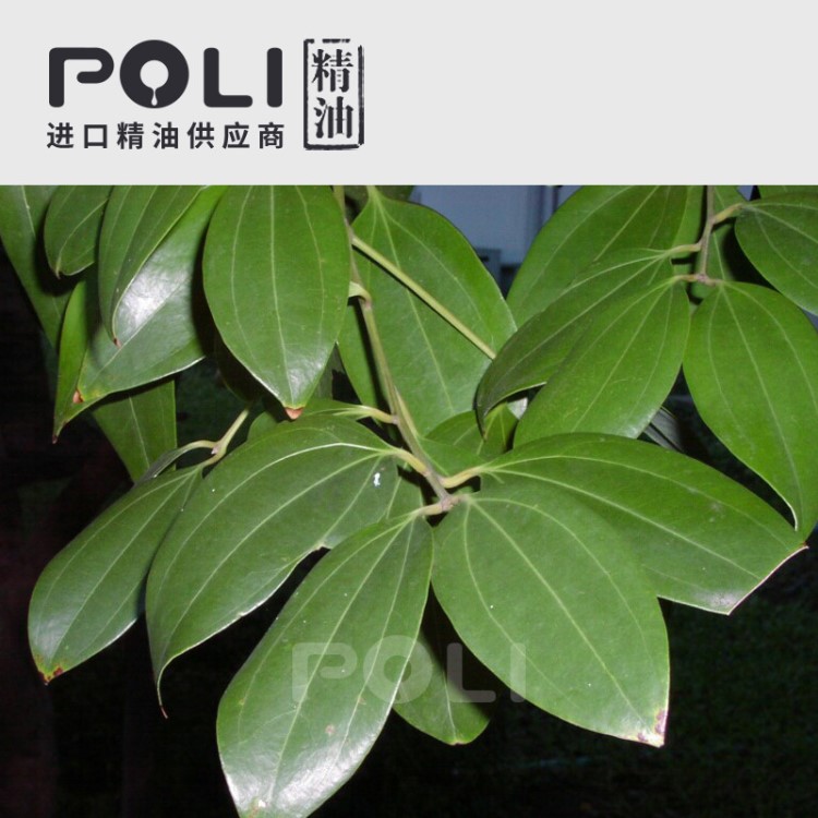 (斯里蘭卡) 1號_肉桂葉精油 【POLI/頗黎】