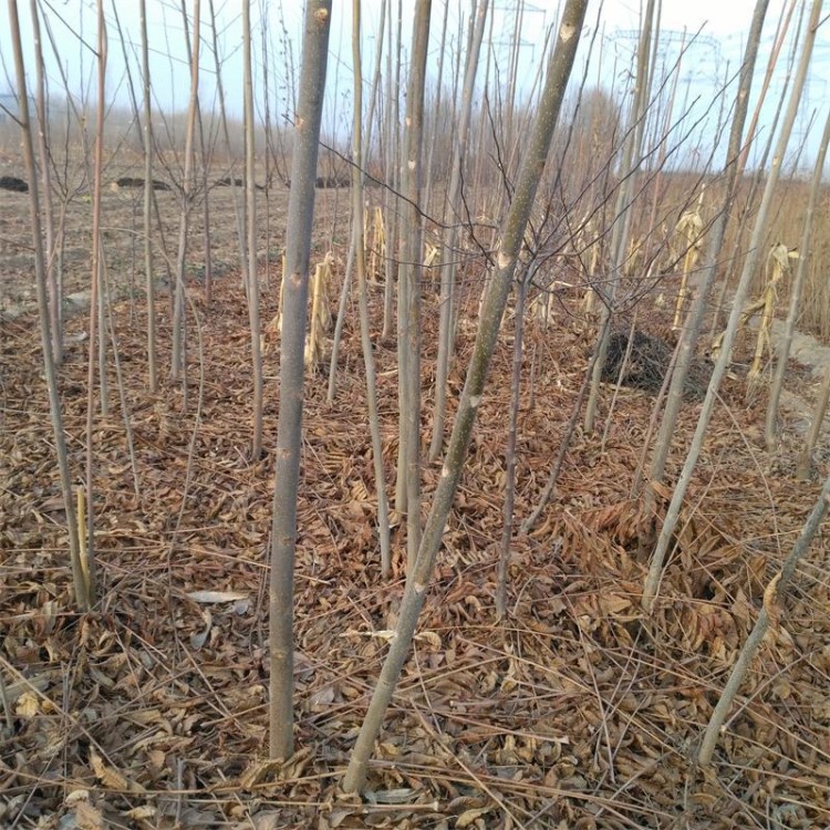 根生紅油香椿小苗 籽播矮化香椿苗 3公分大香椿樹 基地大量批發(fā)