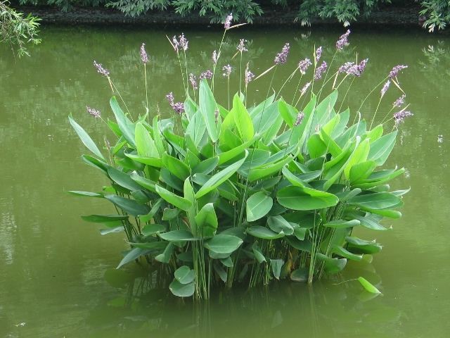 基地直銷 水生植物 再力花 水生花卉水體綠化