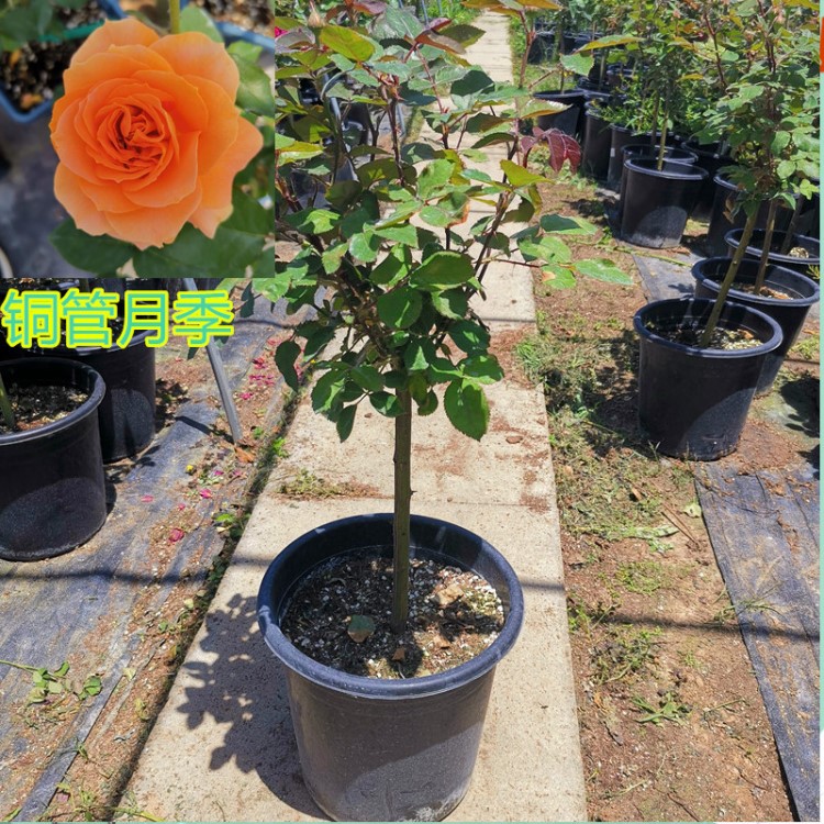 四季嫁接棒棒糖樹狀月季樹苗形大花樹樁植物庭院栽植濃香花卉盆栽