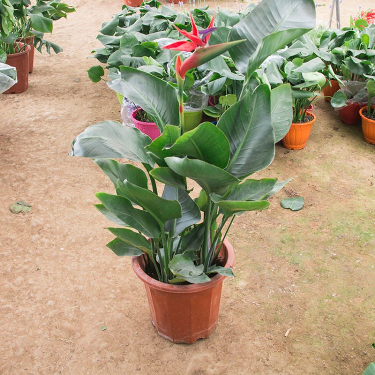 批發(fā)鶴望蘭盆栽極樂鳥花陽(yáng)臺(tái)窗臺(tái)天堂鳥 大苗當(dāng)年開花苗