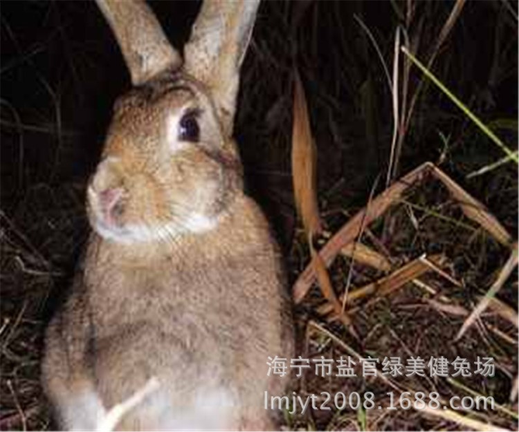 小规模养殖兔子兔子肉兔养兔业投资少见效快种兔杂交野兔饲养成本