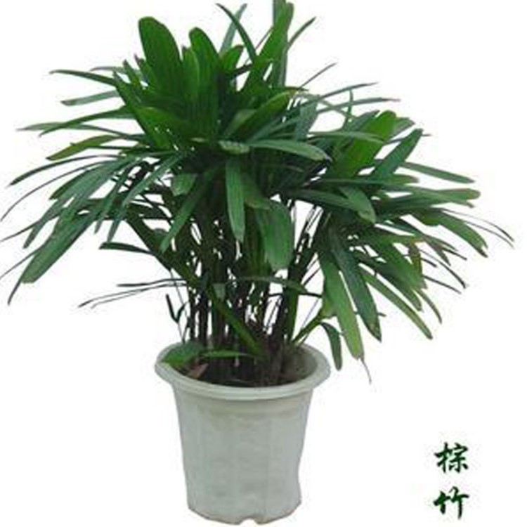 室內(nèi)綠植棕竹盆栽 花卉四季常青植物 居家陽(yáng)臺(tái)喜陽(yáng)裝飾擺件盆景