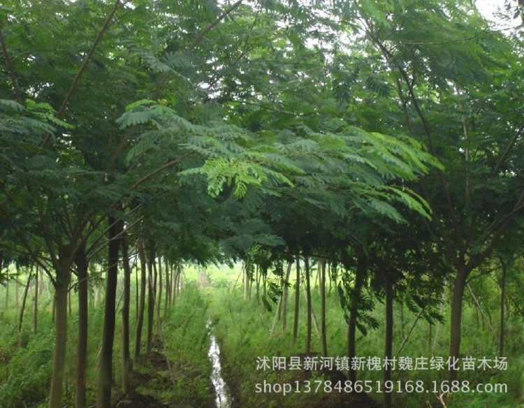 供应合欢  合欢树 合欢大树  供应各种绿化树花木基地