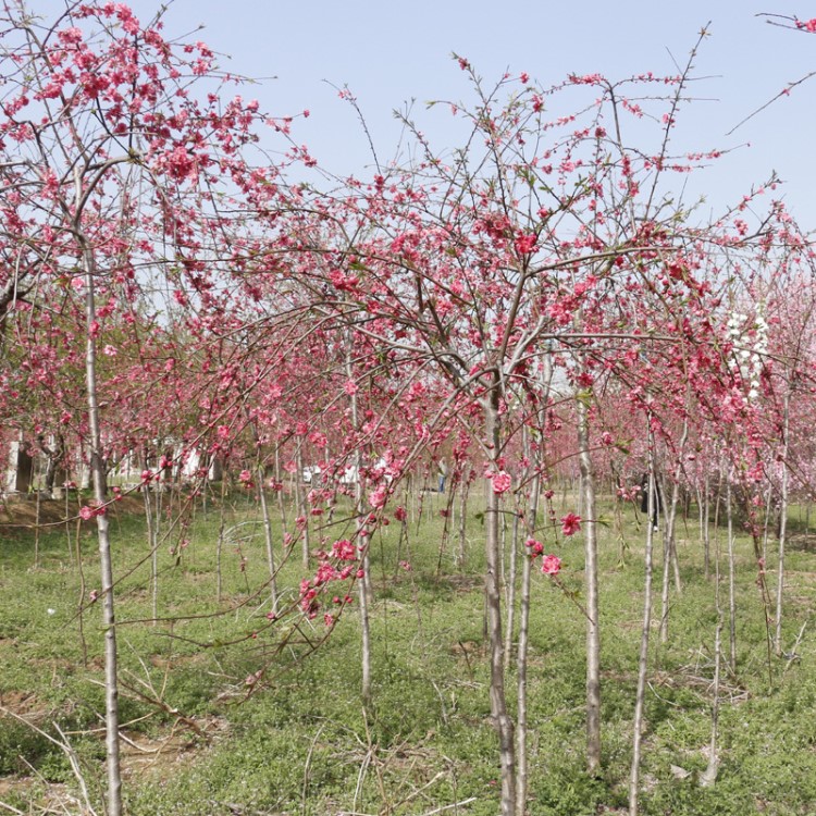 基地种植销售垂枝碧桃苗 规格多样易管理园林绿化用垂枝碧桃