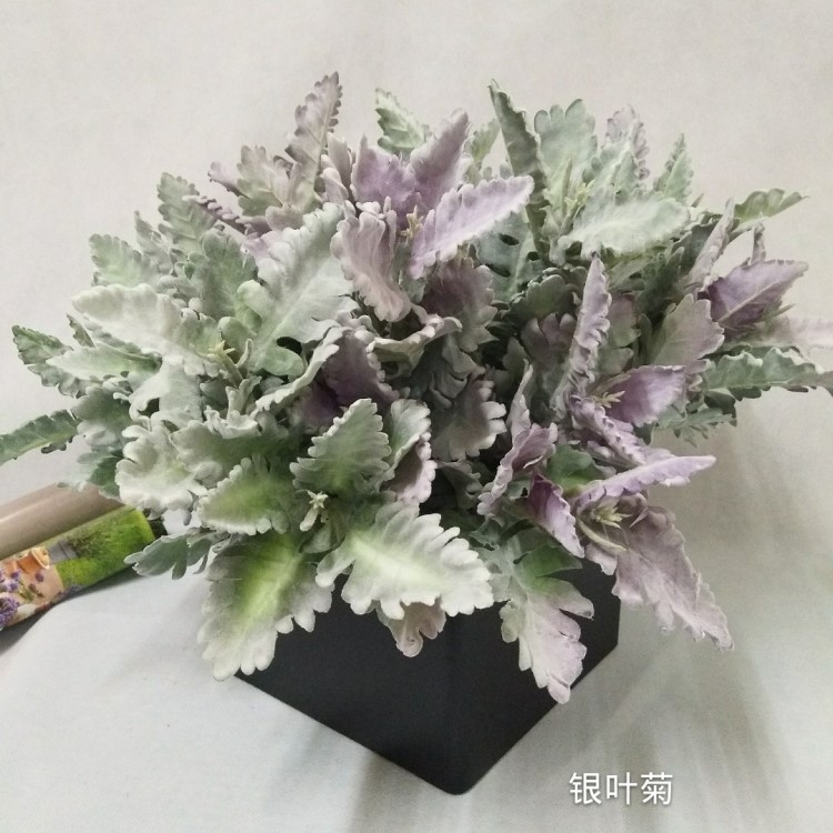 银菊叶  手捧花 配材 绿植墙 装饰  配饰 仿真花批发批发