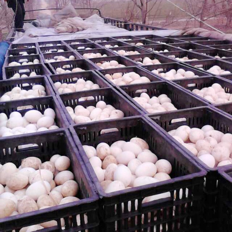種鵝孵化場供應(yīng)種鵝蛋 孵化率高 多品種種鵝蛋 包郵到家【圖】