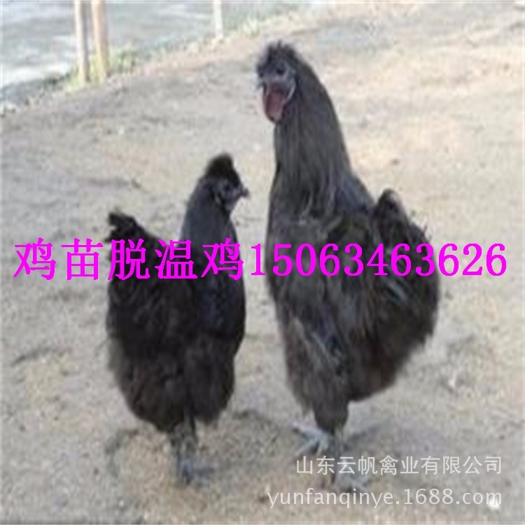 廠家直銷黑雞苗黑土雞苗綠殼蛋雞苗黑鳳烏雞苗動(dòng)物苗雞雛