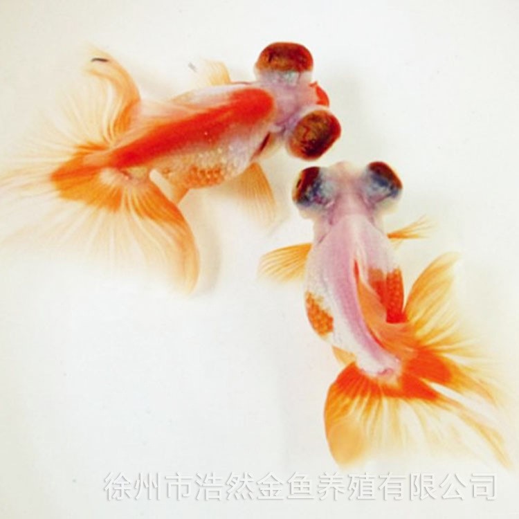 金魚活體魚苗觀賞魚冷水魚徐州金魚金魚養(yǎng)殖場花蝶尾金魚