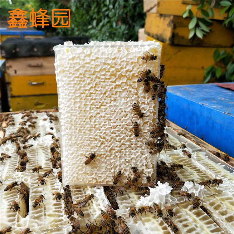 鑫蜂園 洋槐蜂巢蜜蜂巢蜜500g黑蜂成熟封蓋蜜蜂大量批發(fā)