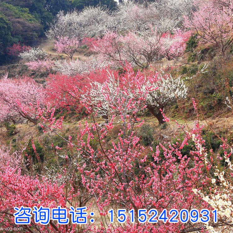 現貨批發零售 新采喬灌木山梅花  種子林木種籽發芽率高