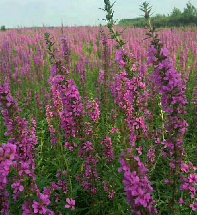 銷售 東北 耐寒宿根地被花卉水生植物工程綠化品種千屈菜