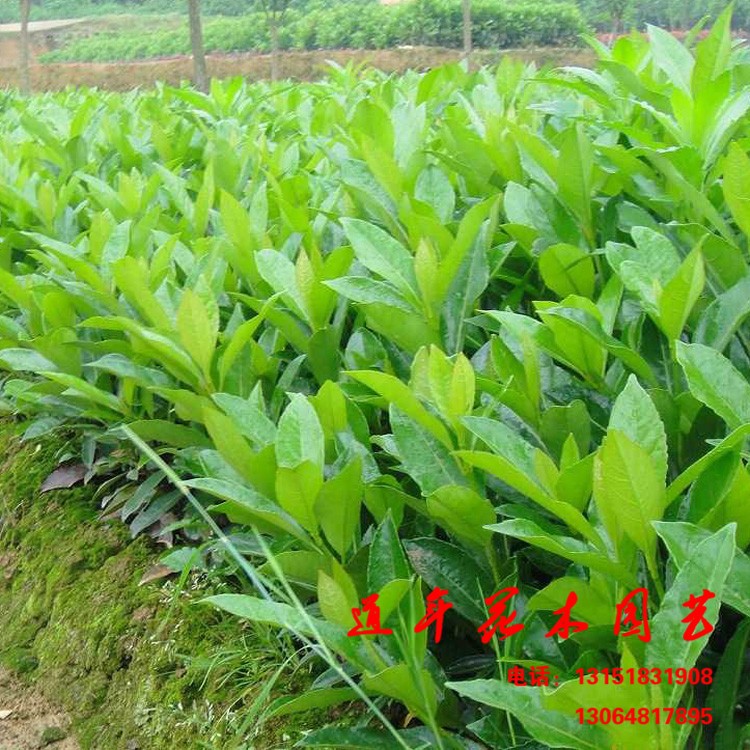 基地批發(fā)工程綠化苗木  【冬青】衛(wèi)矛 規(guī)格 量大優(yōu)惠