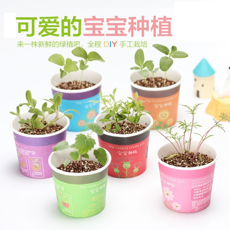 創(chuàng)意微景觀迷你可愛盆栽小盆景擺件 DIY辦公室桌面生態(tài)植物種子