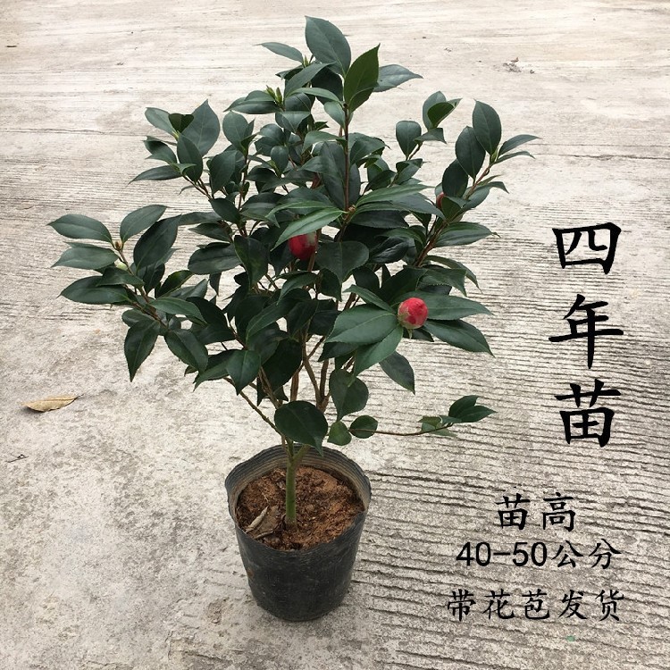 紅赤丹山茶花盆栽六角大紅樹室內(nèi)外帶花苞花卉綠植盆栽龍巖茶花