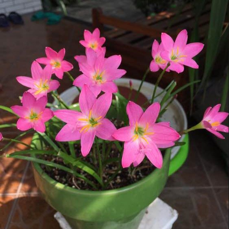 風(fēng)雨蘭種子蔥蘭韭蘭 陽臺花卉綠植盆栽 非水仙花彼岸花庭院綠植