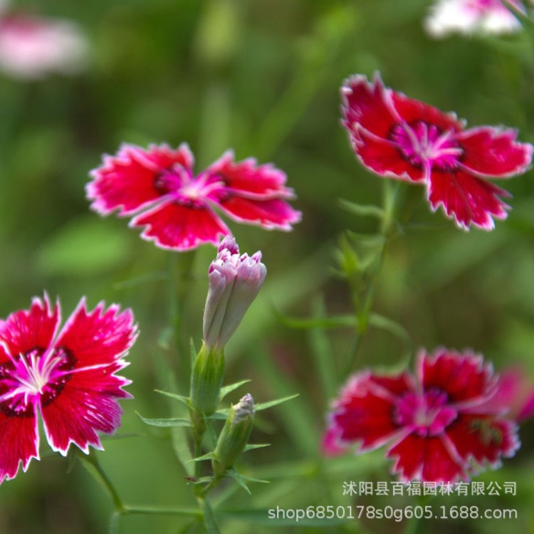 地被石竹 大量供應(yīng)草花石竹 莊園 綠化 工程宿根系列