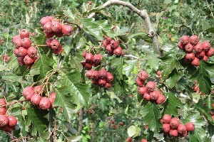 基地直銷豫北紅山楂樹苗 果型較大 酸甜適度