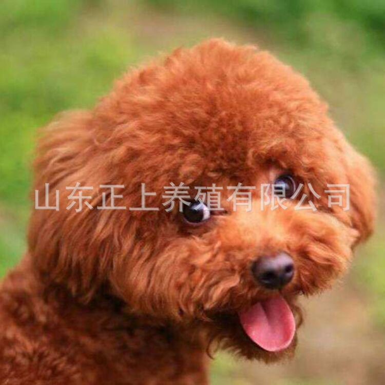 泰迪幼犬活体泰迪熊贵宾犬 活体宠物狗卷毛红色 视频选狗