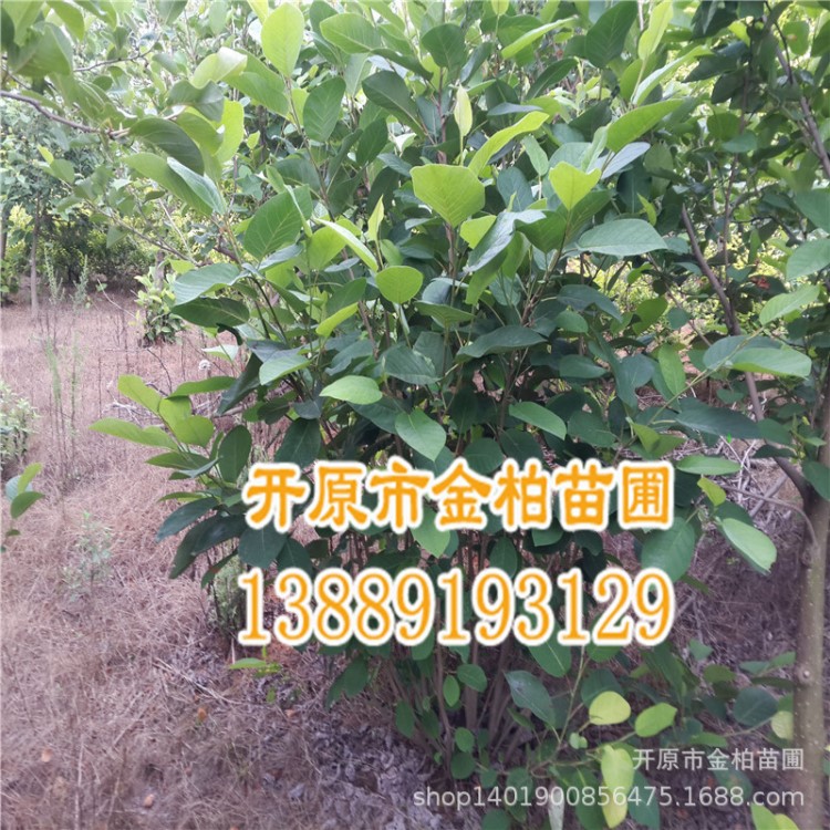 苗圃直供 天女木蘭灌叢 喬木天女木蘭 遼寧花木蘭小苗 規(guī)格