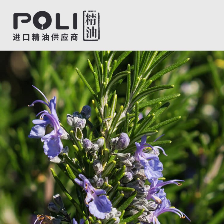 (西班牙) 馬鞭草酮/1號桉油醇/1號樟腦迷迭香精油 【POLI/頗黎】