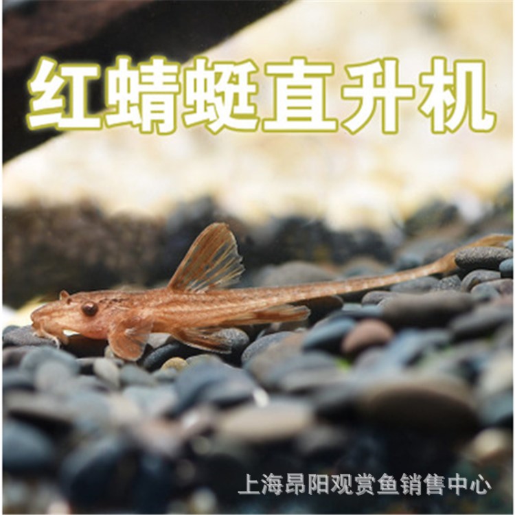 紅蜻蜓/皇冠直升機魚活體 清潔除藻魚 熱帶觀賞魚 異形魚包活