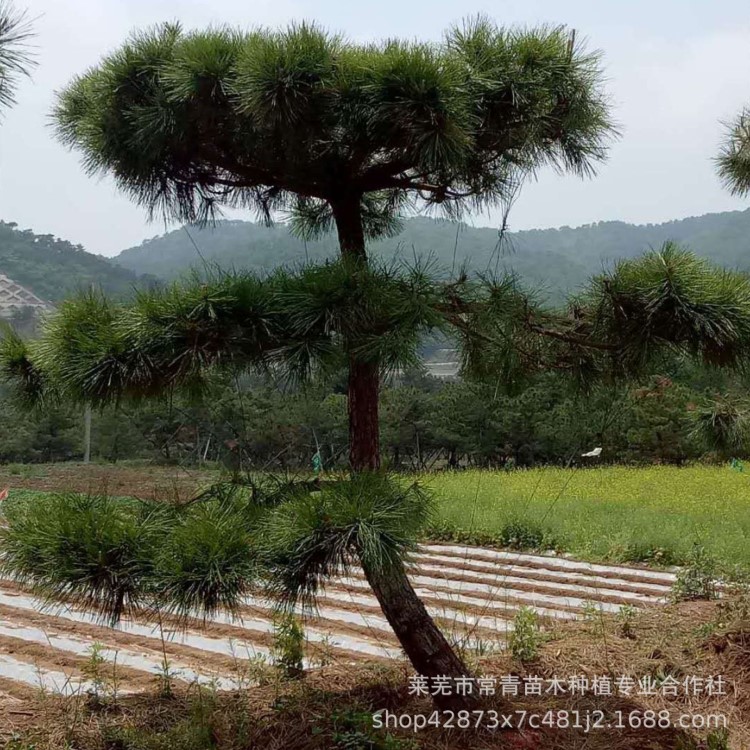 基地批發(fā)那北方種植造型黑松樹 適應性強多種規(guī)格造型黑松樹