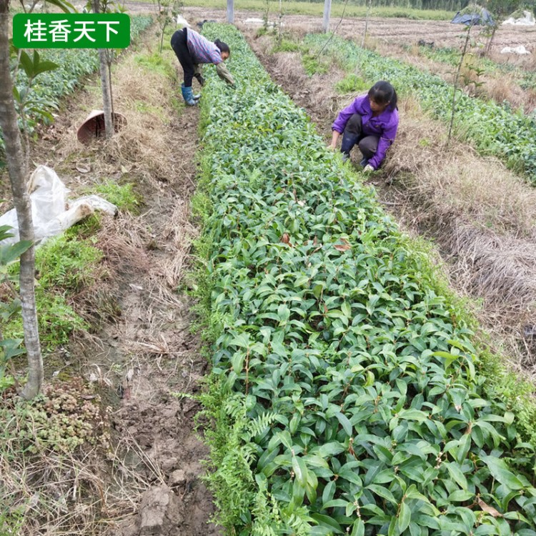 基地桂花樹苗批發(fā) 桂花樹樹苗 一年移植桂花樹苗 叢生桂花