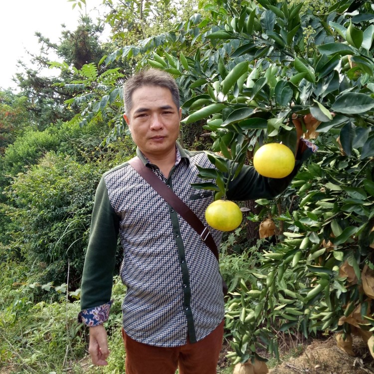 基地批发新鲜水果葡萄柚黄皮黄肉西柚新品种黄金柚金丝柚量大包邮