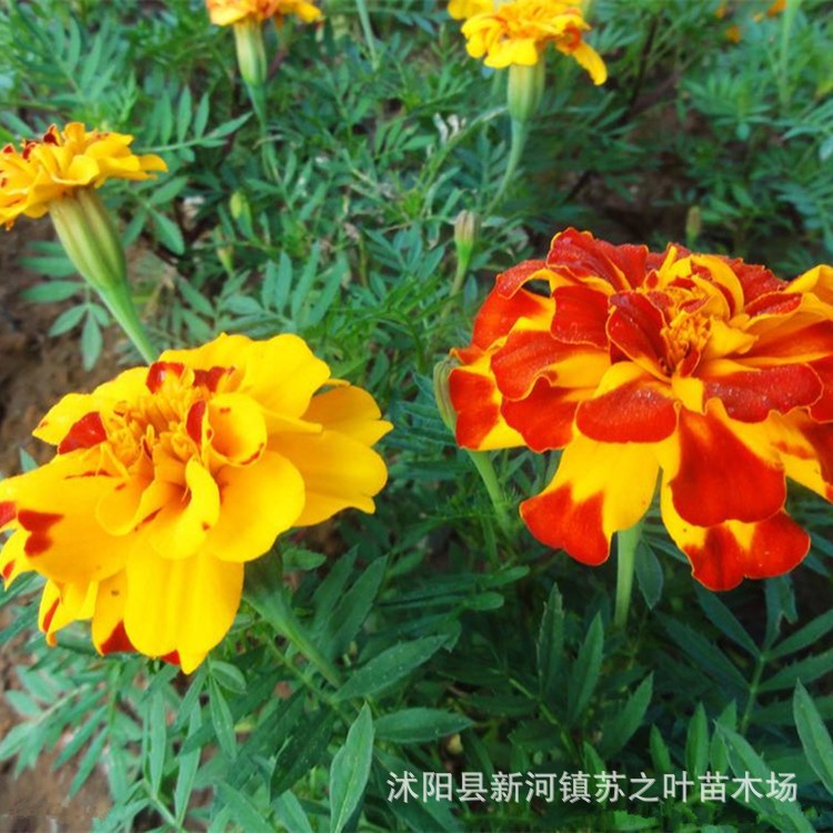 雛菊花種子批發(fā)波斯菊彩包種子切花翠菊矢車(chē)菊萬(wàn)壽菊陽(yáng)臺(tái)庭院種植