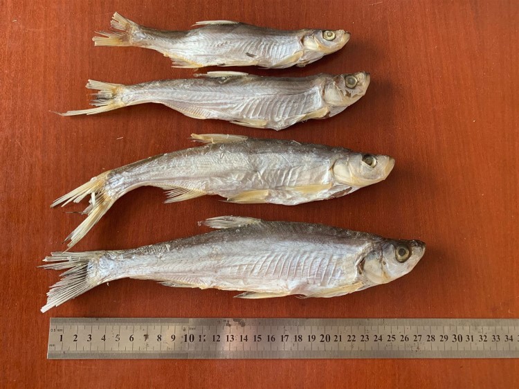 湖北清江農(nóng)家晾曬白條 餐條 刁子魚 淡水翹嘴魚干單條20-30CM左右