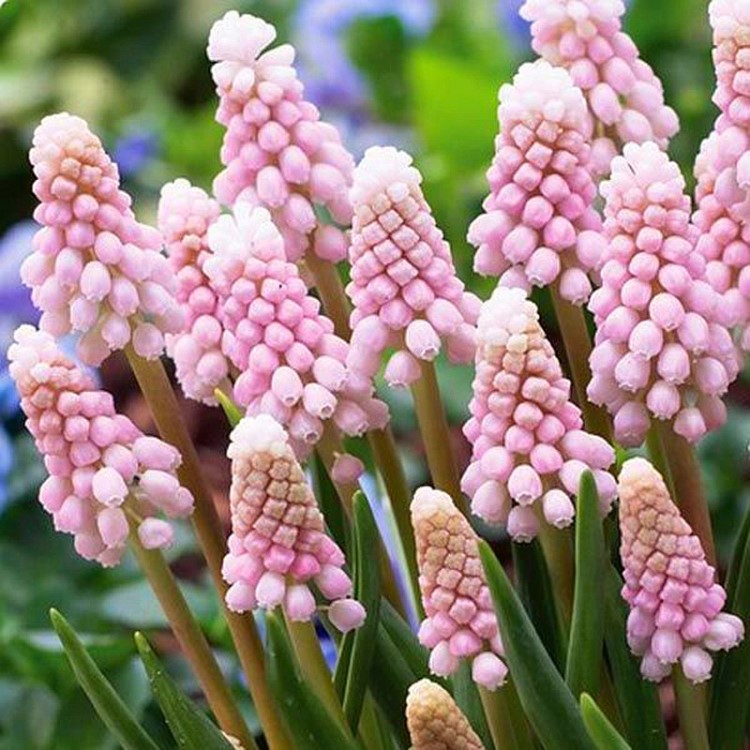 葡萄风信子种球土培盆栽 百合花植物花卉水培风信子种子种球包邮